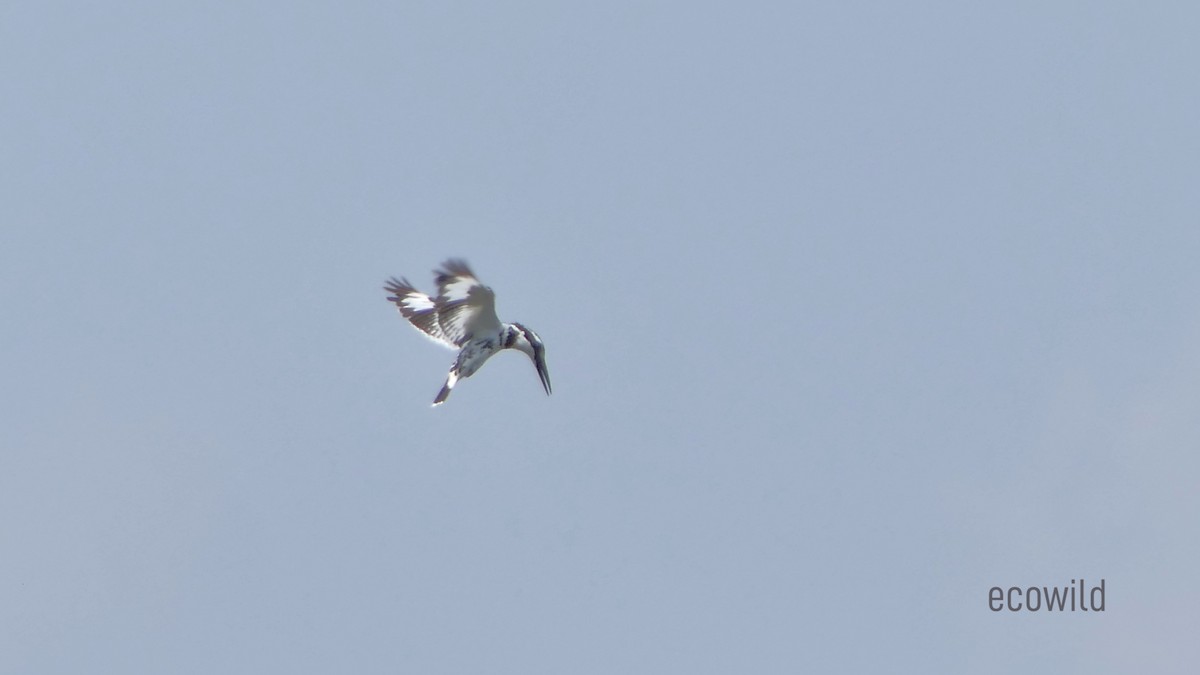 Pied Kingfisher - ML620478793