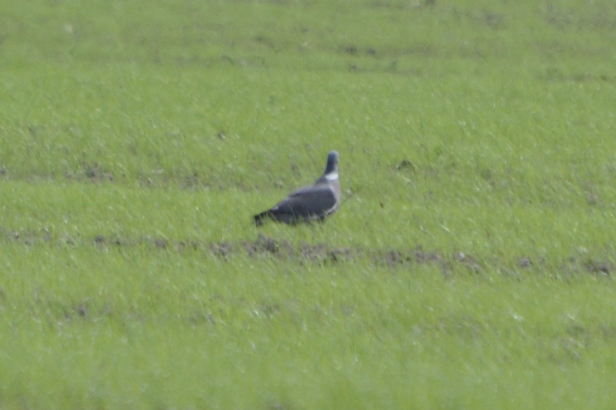 Common Wood-Pigeon - ML620478795