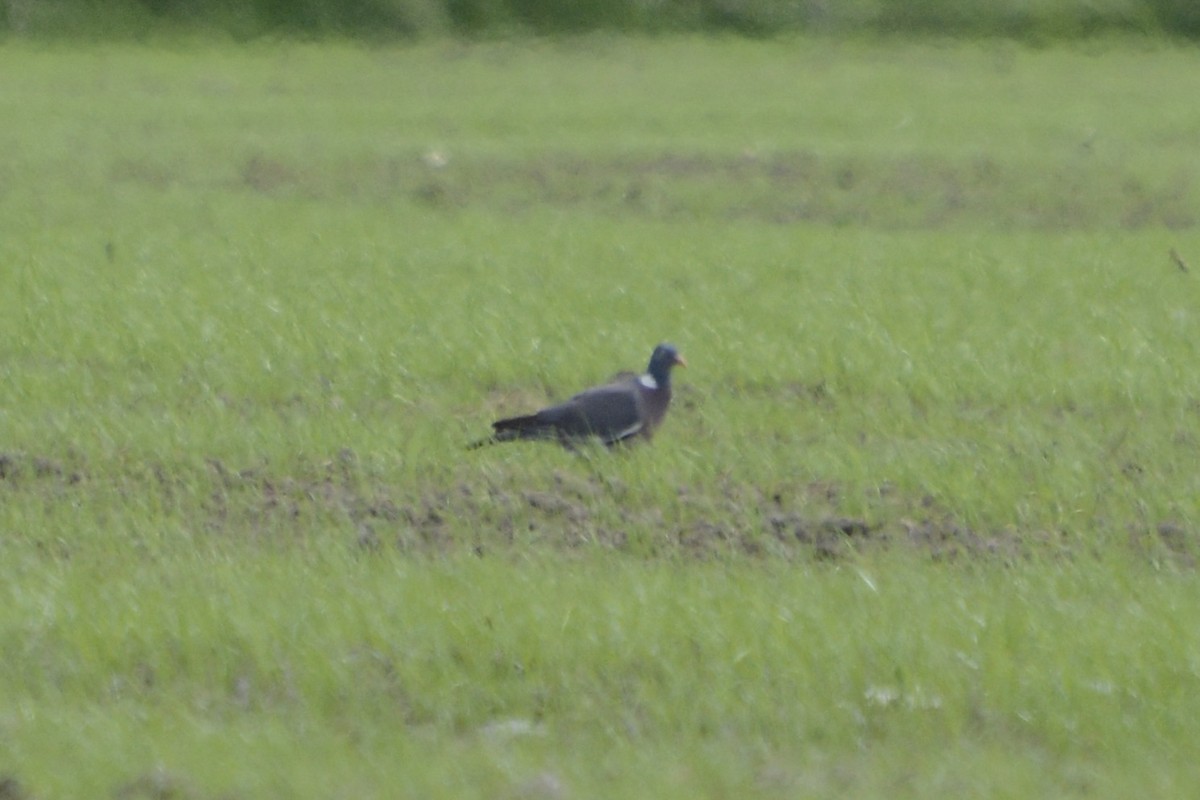 Common Wood-Pigeon - ML620478796