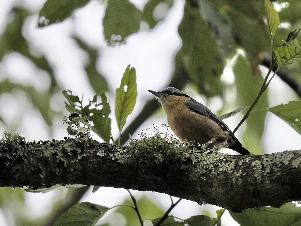 Eurasian Nuthatch - ML620478799