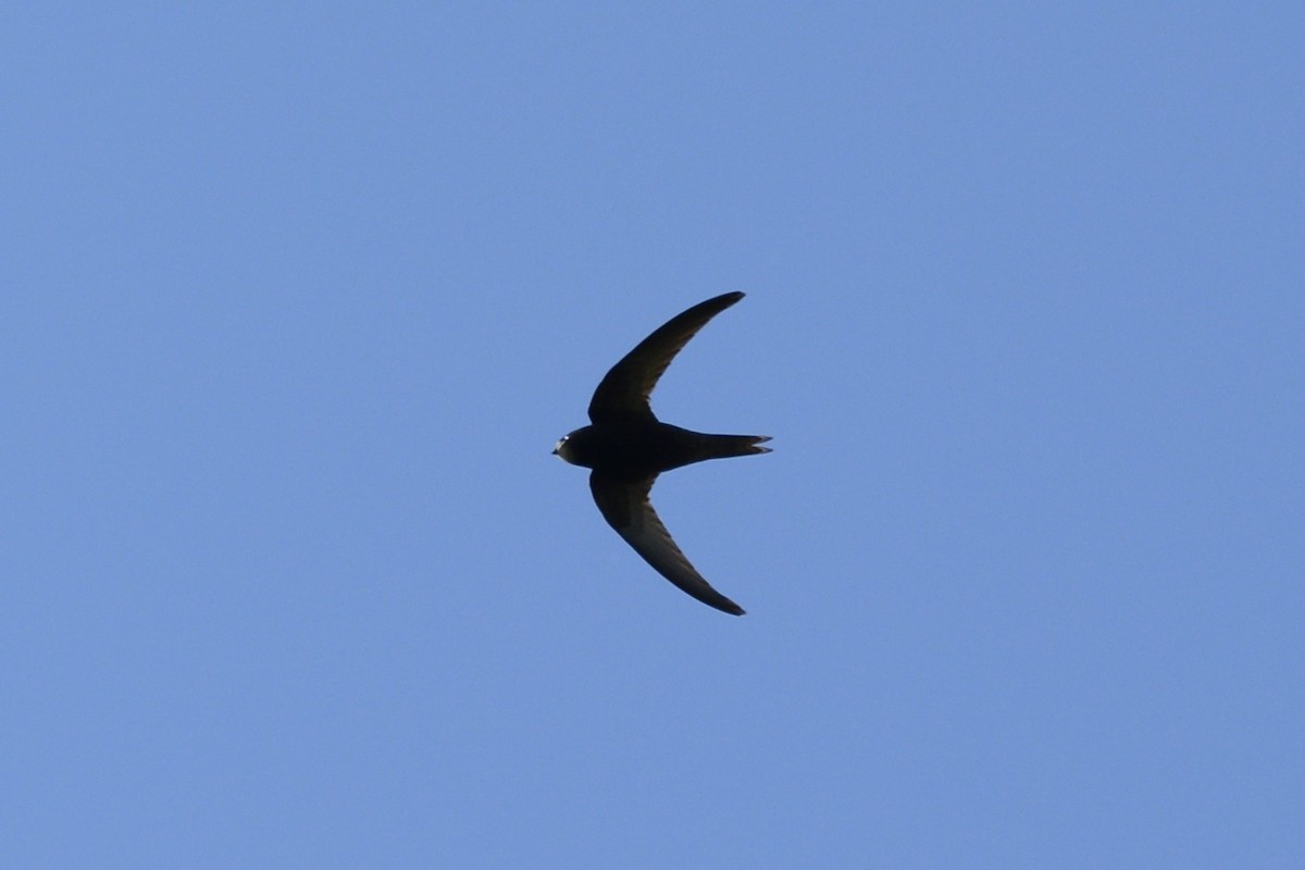 Common Swift - ML620478803