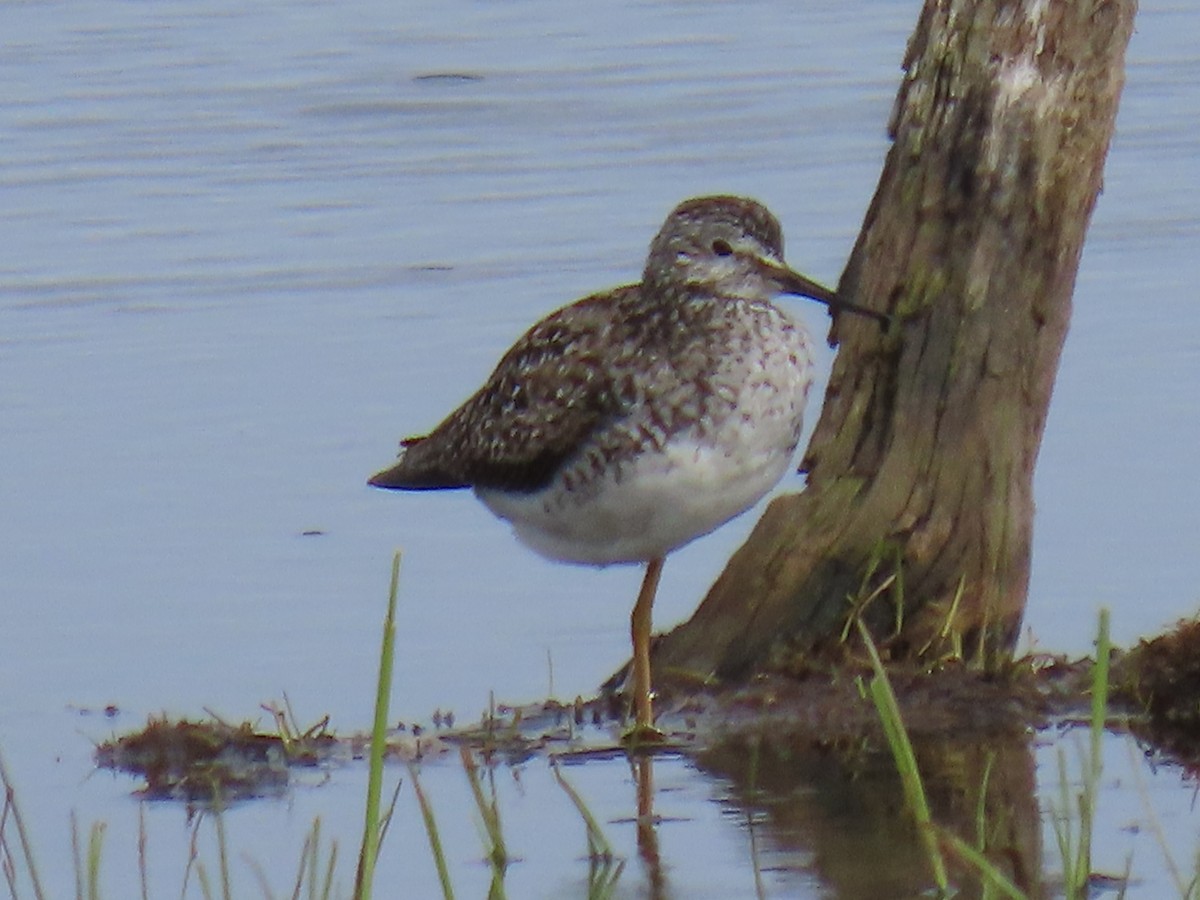 Lesser Yellowlegs - ML620478806