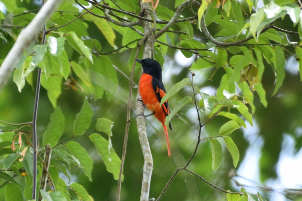 Scarlet Minivet - ML620478808