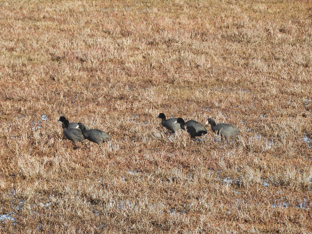 Eurasian Coot - ML620478814