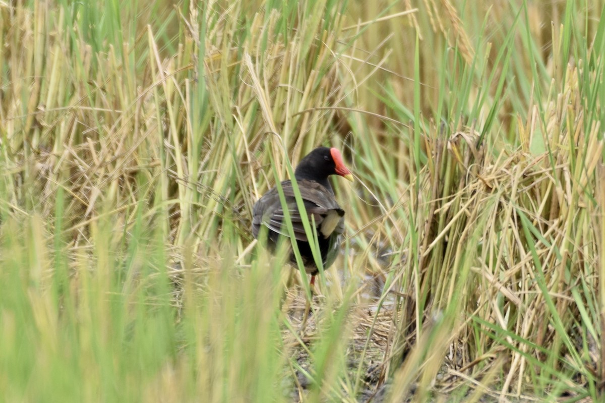 Eurasian Moorhen - Teeranan Tinpook