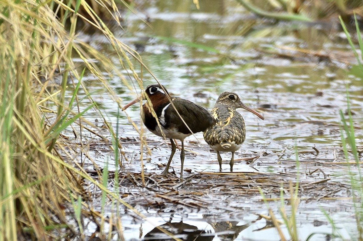 Greater Painted-Snipe - ML620478820