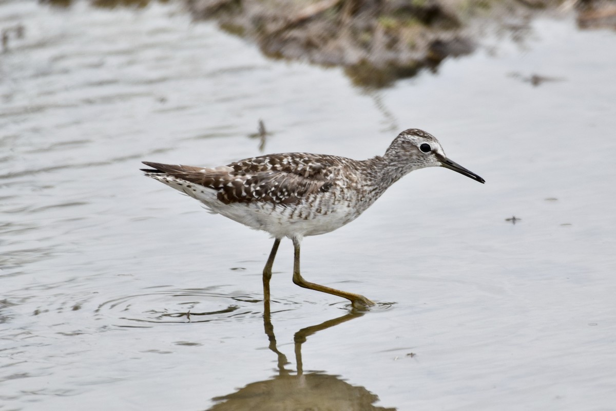 Wood Sandpiper - ML620478825