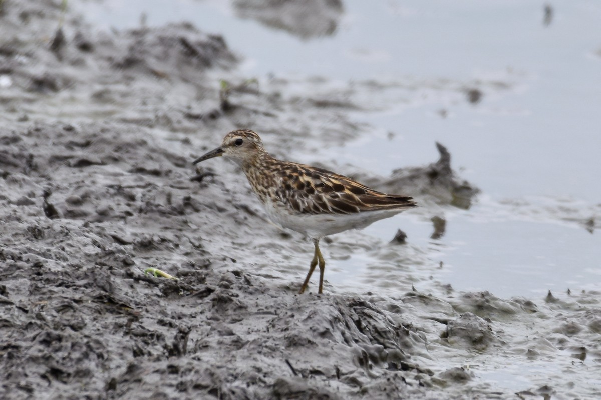 Langzehen-Strandläufer - ML620478826