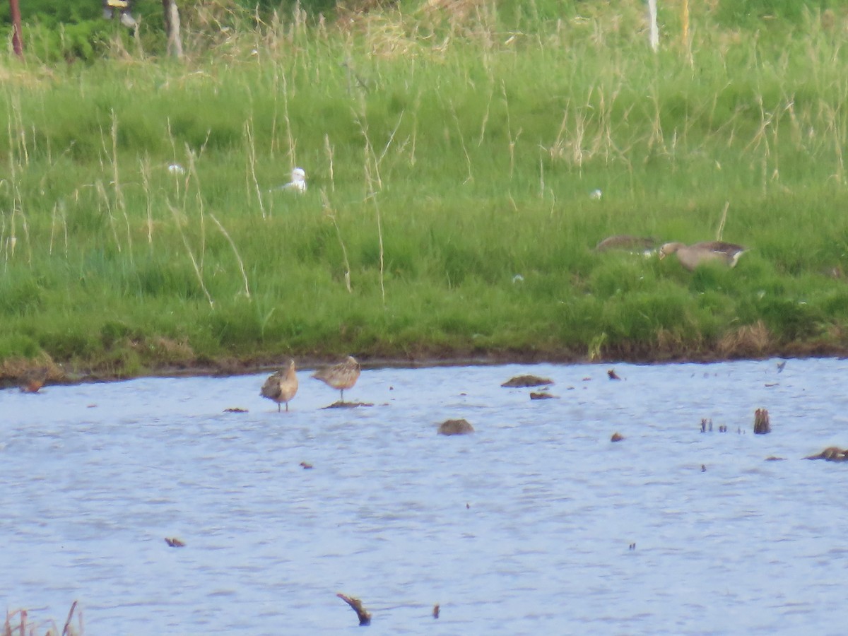 Bar-tailed Godwit - Laura Burke