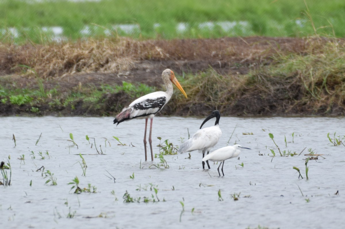 Asian Openbill - ML620478831