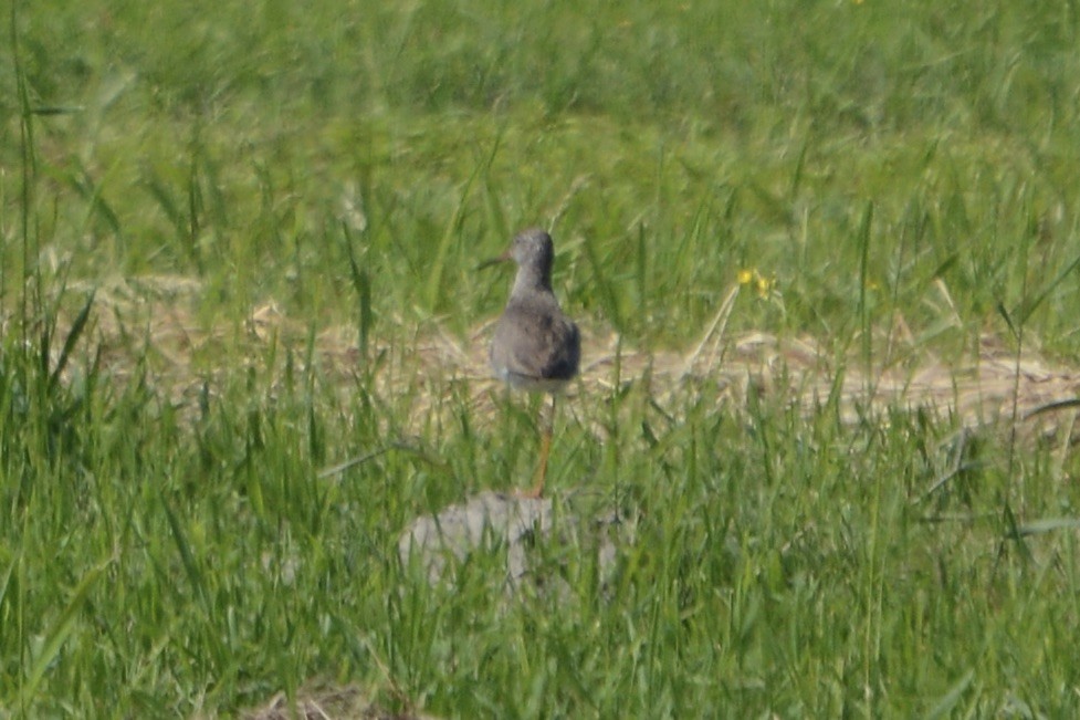 Common Redshank - ML620478833