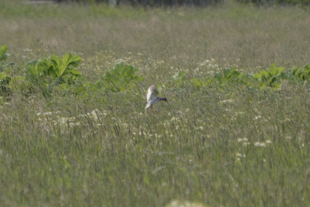 Common Redshank - ML620478837