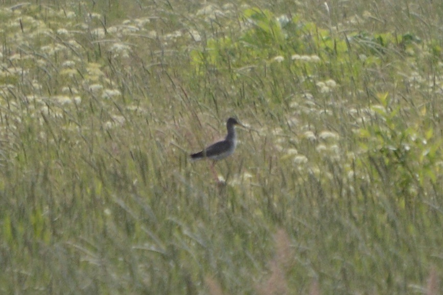 Common Redshank - ML620478841