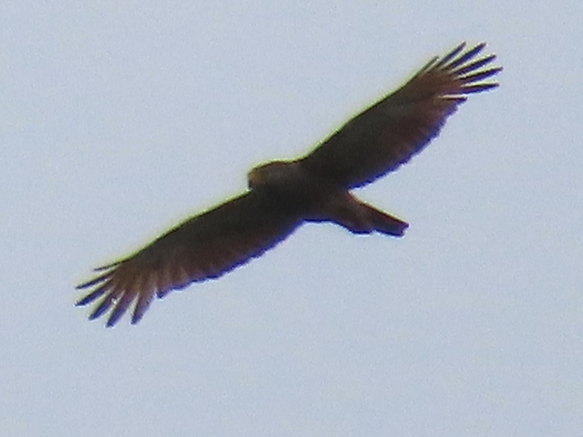 Roadside Hawk - Jeff  Witters