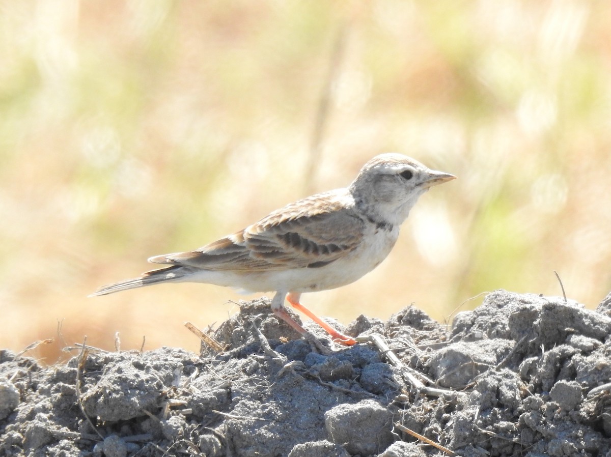 Greater Short-toed Lark - ML620478848