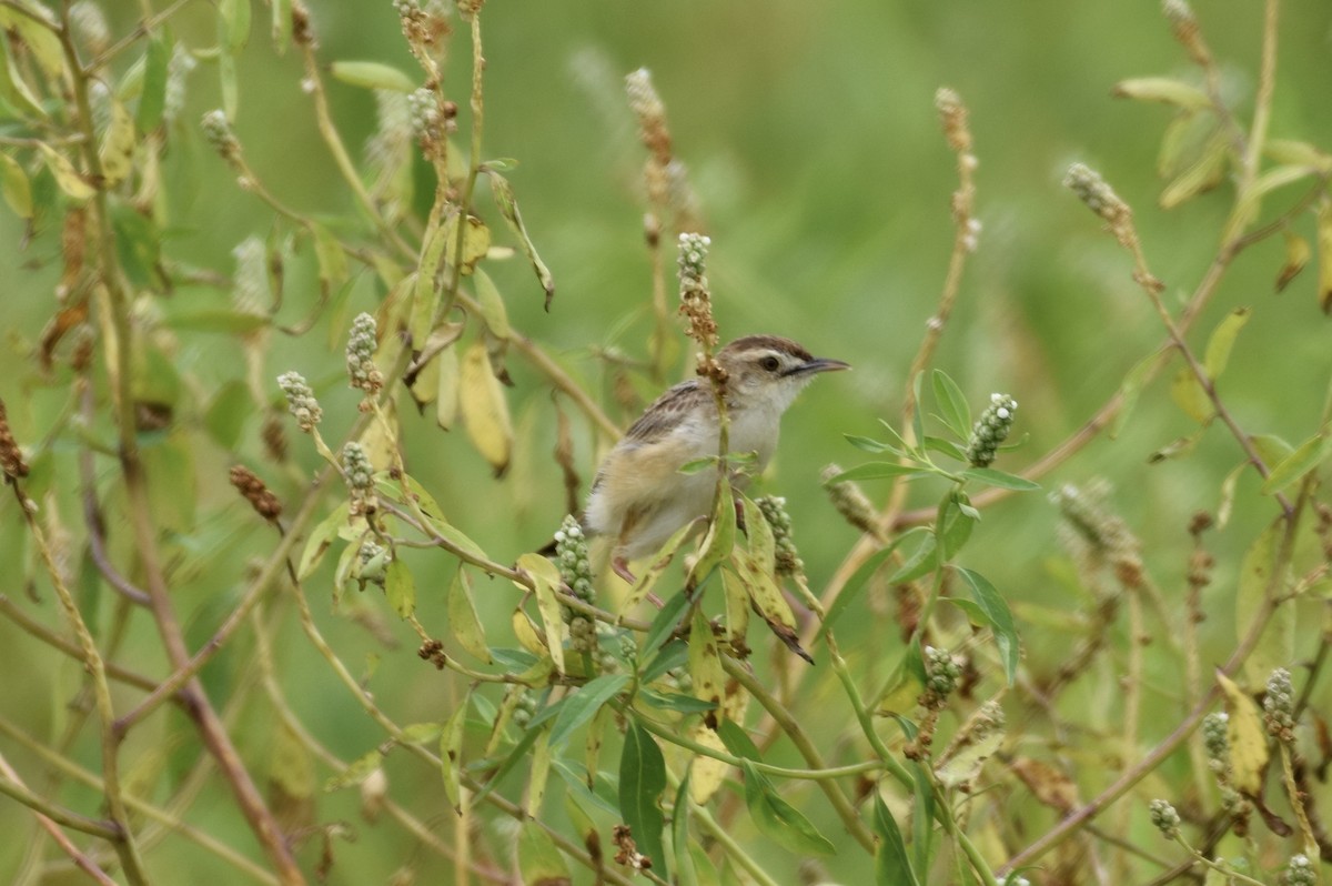 Zitting Cisticola - ML620478854