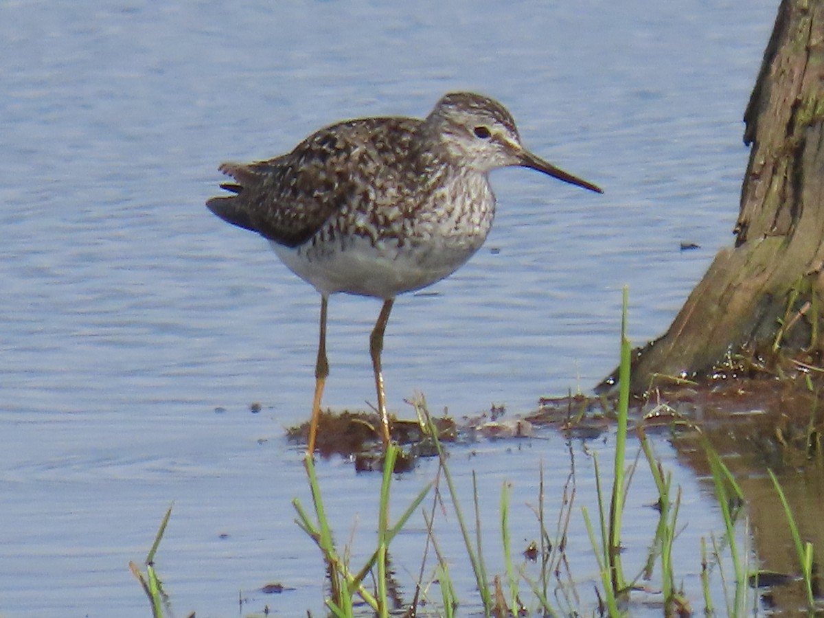 Lesser Yellowlegs - ML620478858