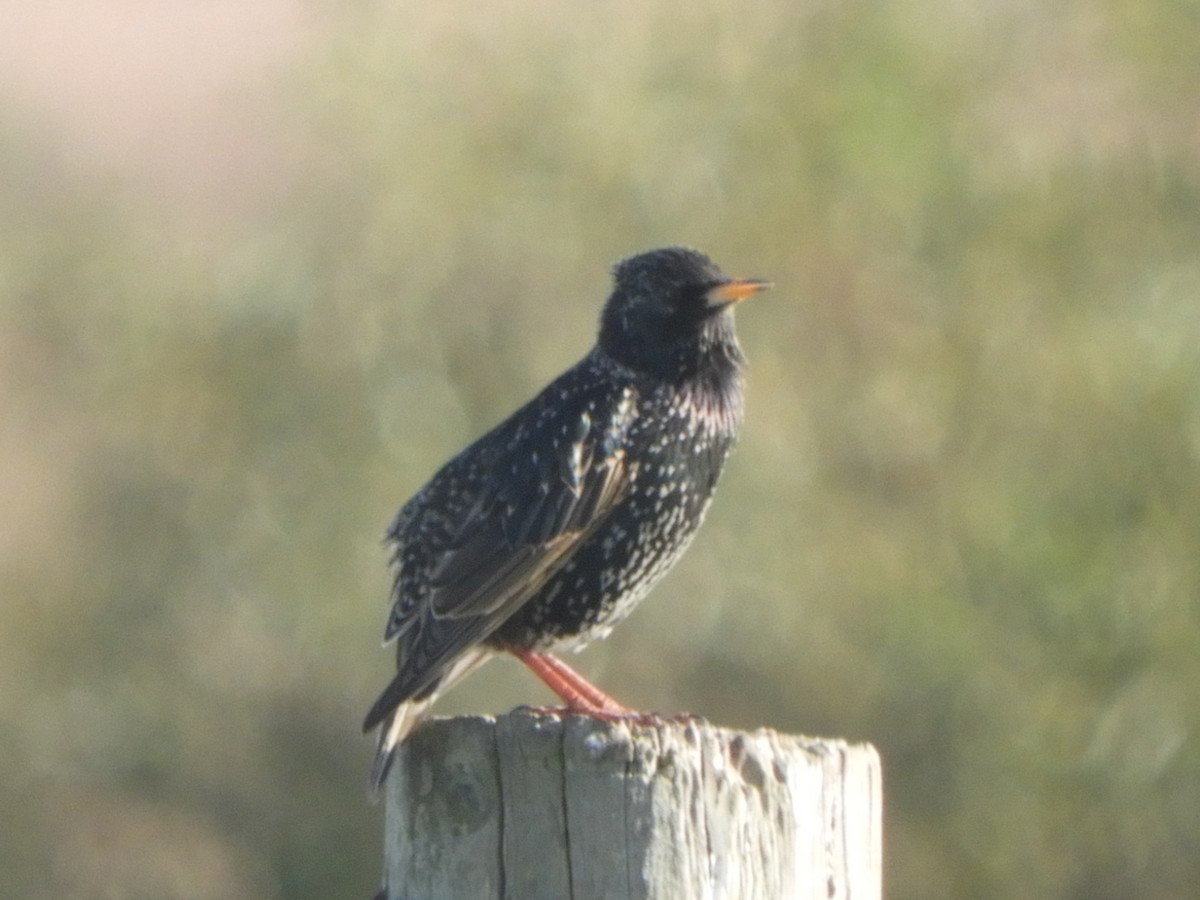 European Starling - Charles Silveira