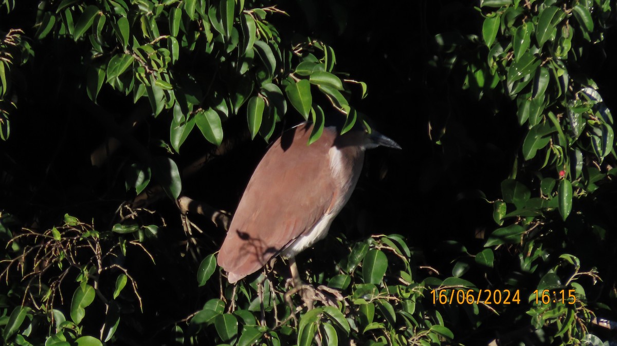 Nankeen Night Heron - ML620478869