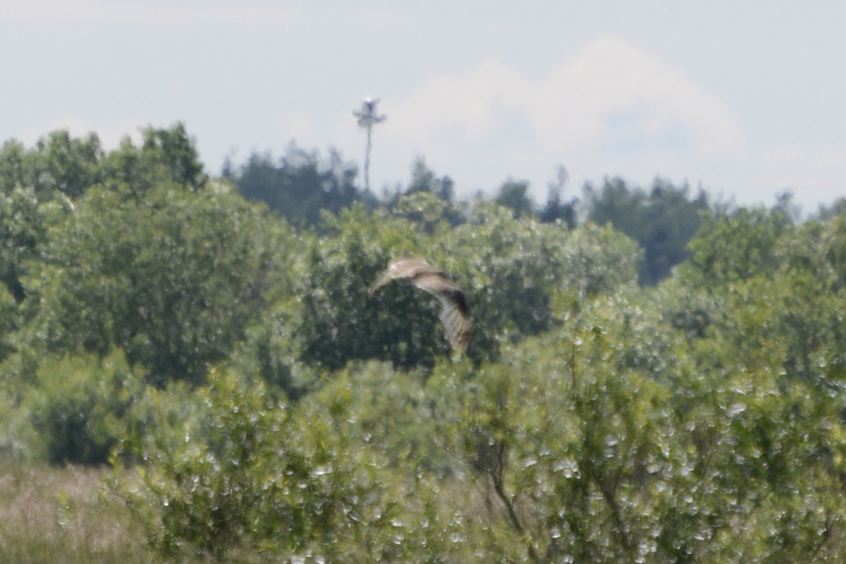 Short-eared Owl - ML620478872