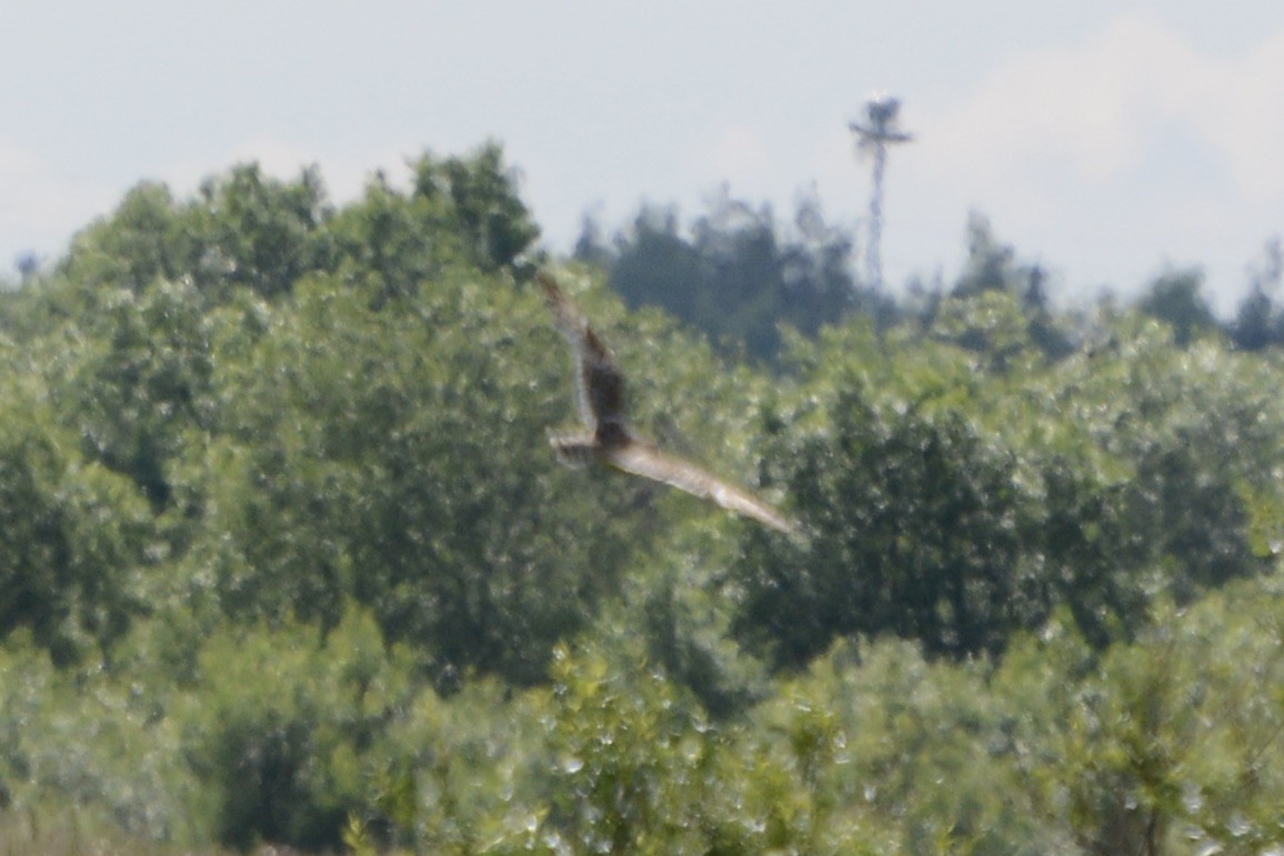 Short-eared Owl - ML620478874