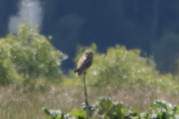 Short-eared Owl - ML620478877