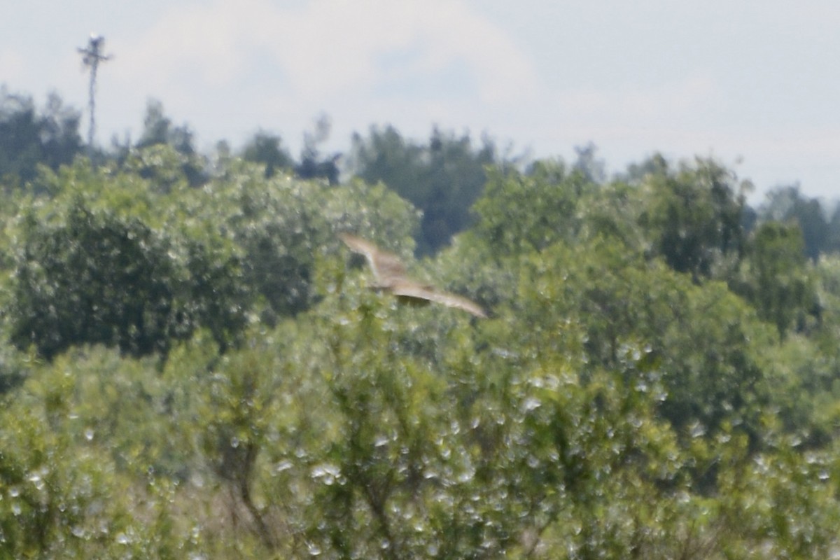 Short-eared Owl - ML620478878