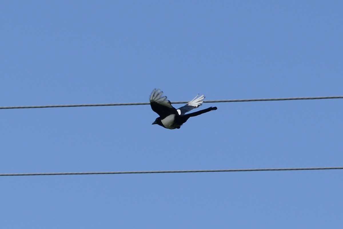 Eurasian Magpie - ML620478883