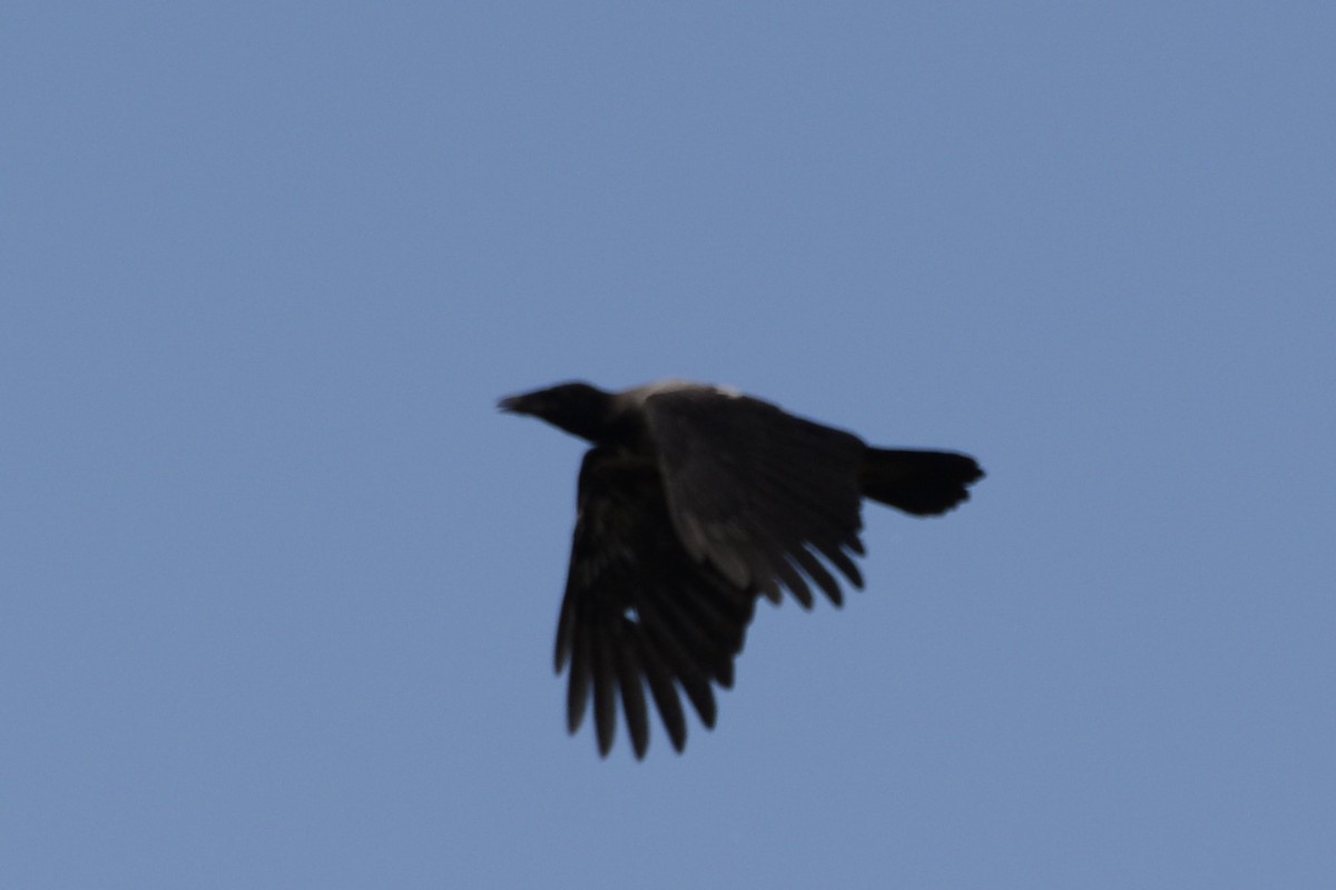 Hooded Crow - ML620478884