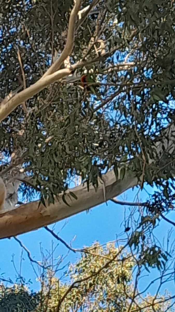 Rainbow Lorikeet - ML620478886