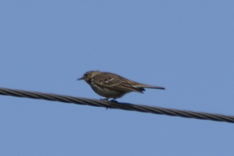 Eurasian Skylark - Anton Kornilov