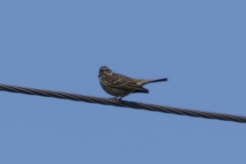 Eurasian Skylark - ML620478889