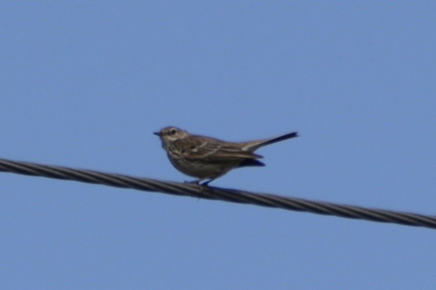 Eurasian Skylark - ML620478890