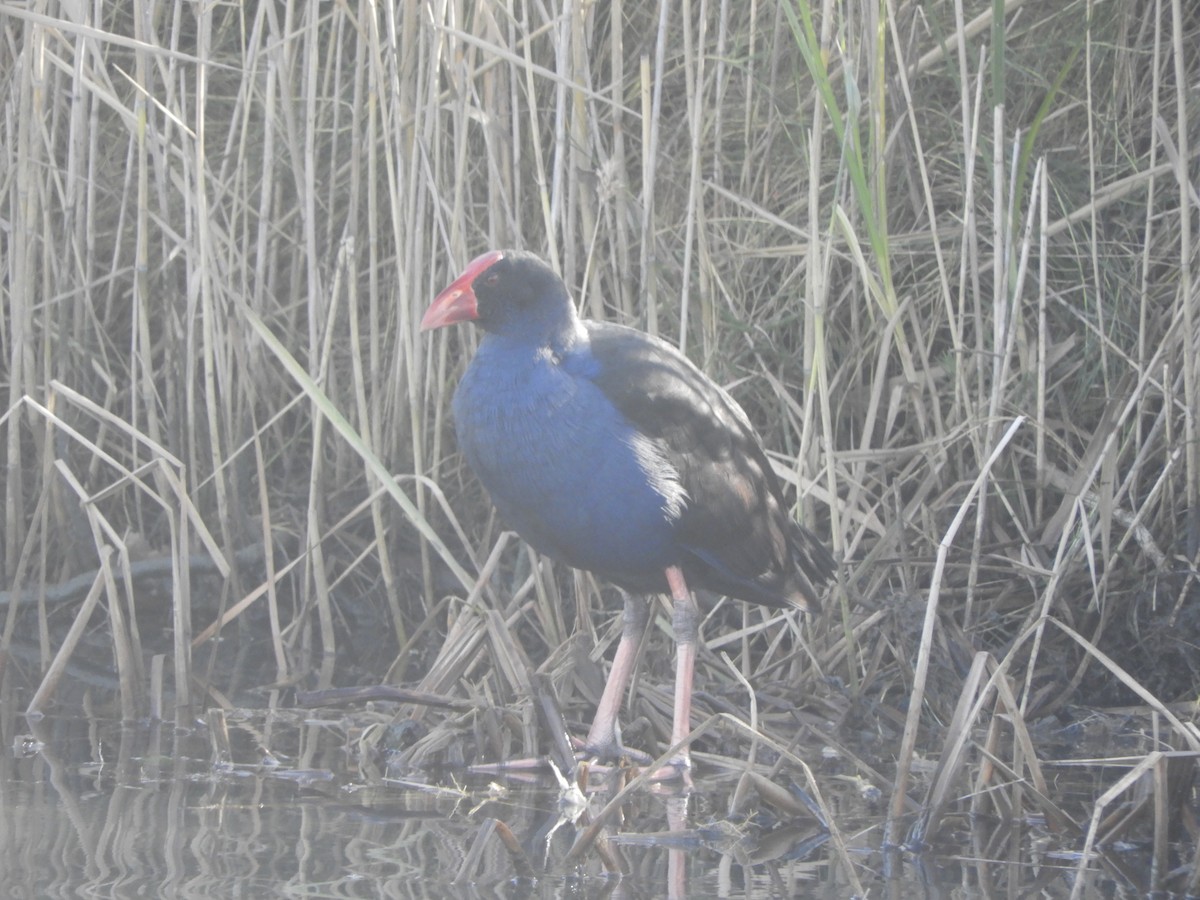 Australasian Swamphen - Charles Silveira