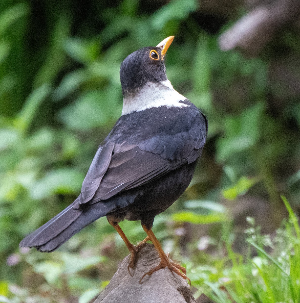 White-collared Blackbird - ML620478893