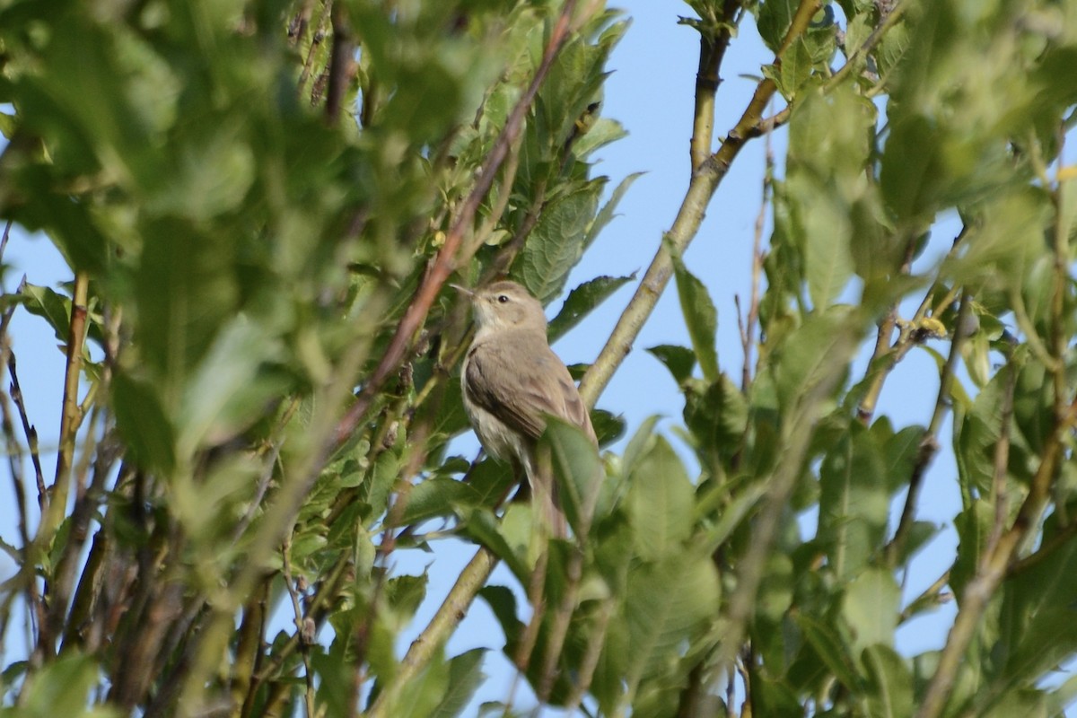 Booted Warbler - ML620478896