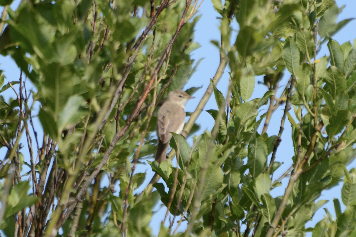 Booted Warbler - ML620478898