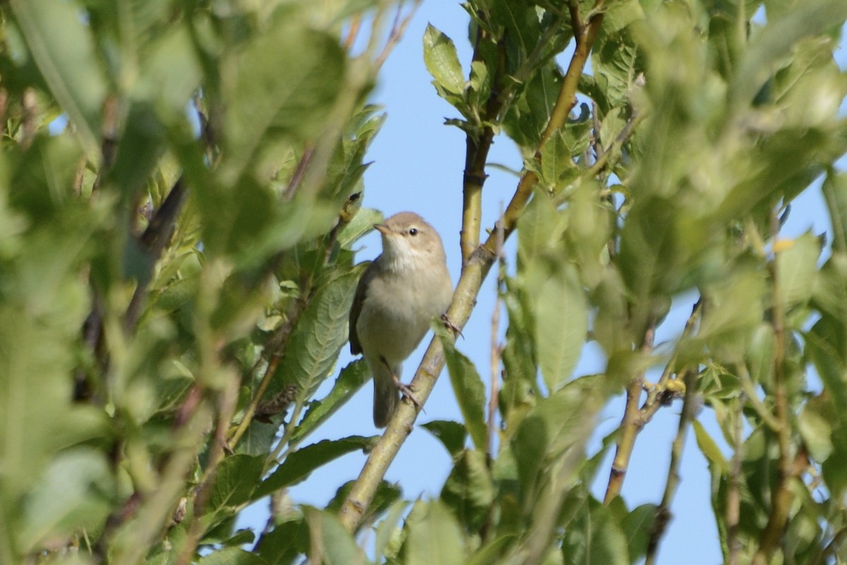 Booted Warbler - ML620478899