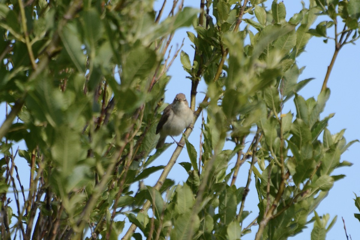 Booted Warbler - ML620478900