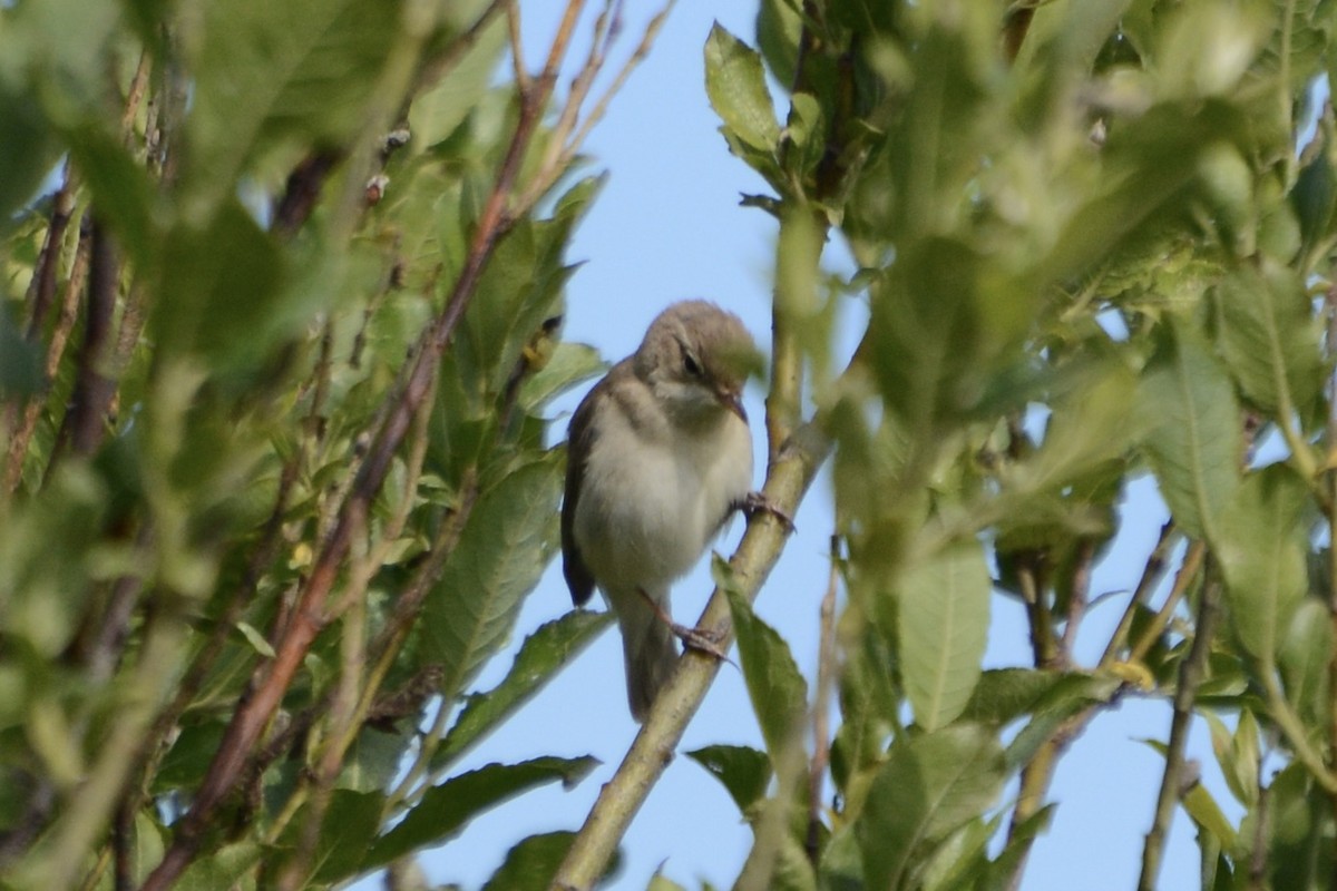 Booted Warbler - ML620478901