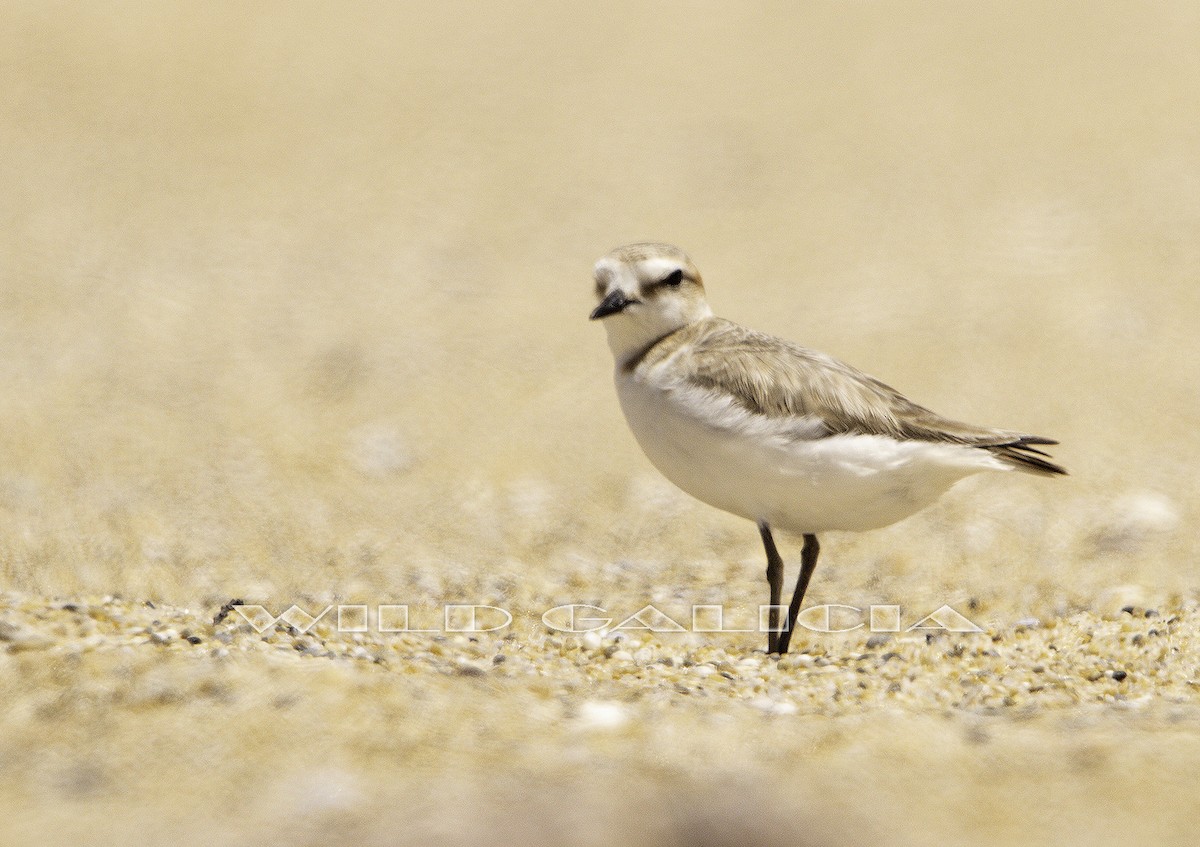 Kentish Plover - ML620478911