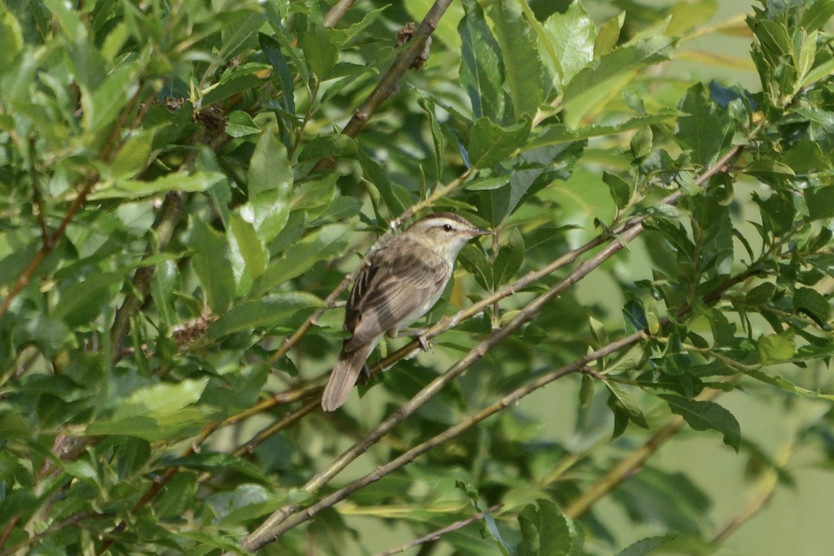 Sedge Warbler - ML620478917