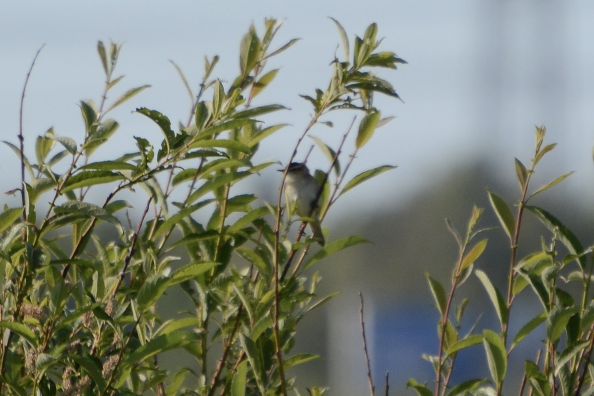 Sedge Warbler - ML620478918