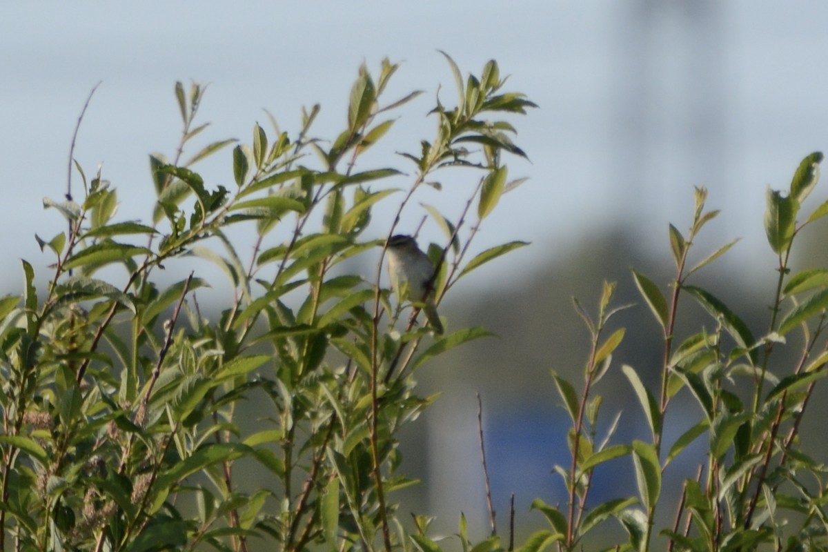 Sedge Warbler - ML620478921