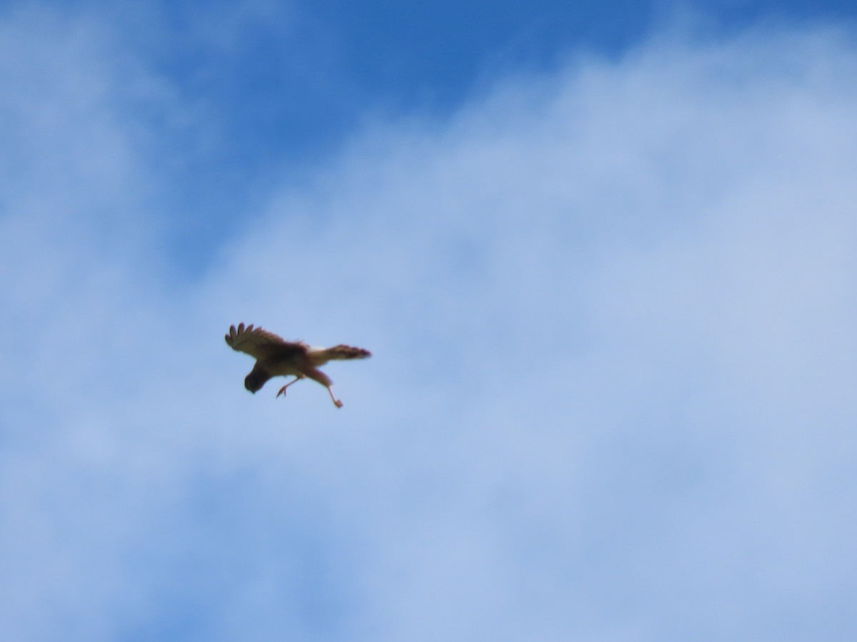 Northern Harrier - ML620478924