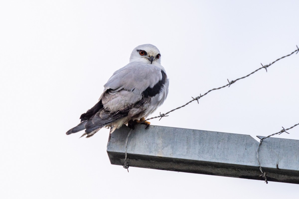 Black-shouldered Kite - ML620478925