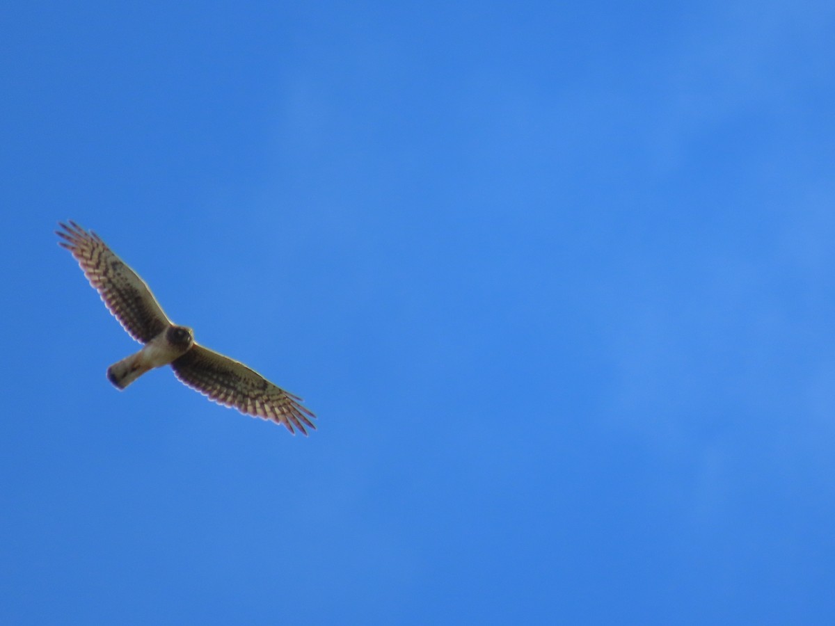 Northern Harrier - ML620478929