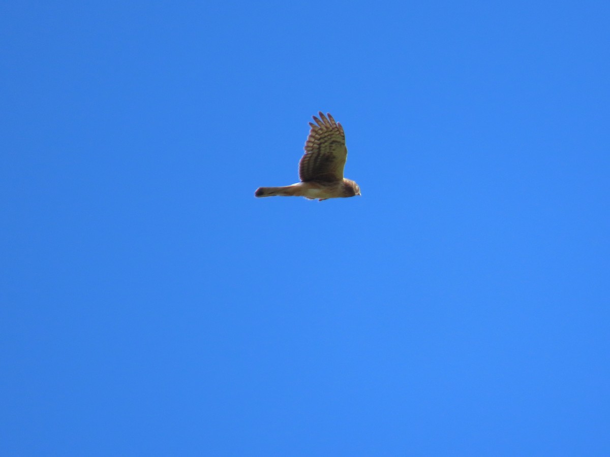 Northern Harrier - ML620478932