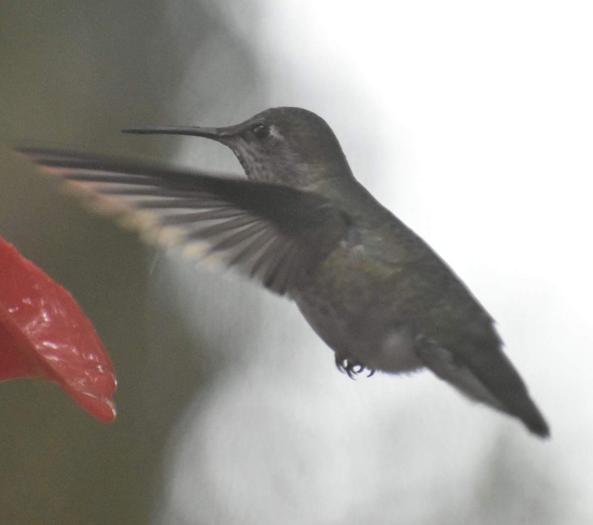 Anna's Hummingbird - ML620478934