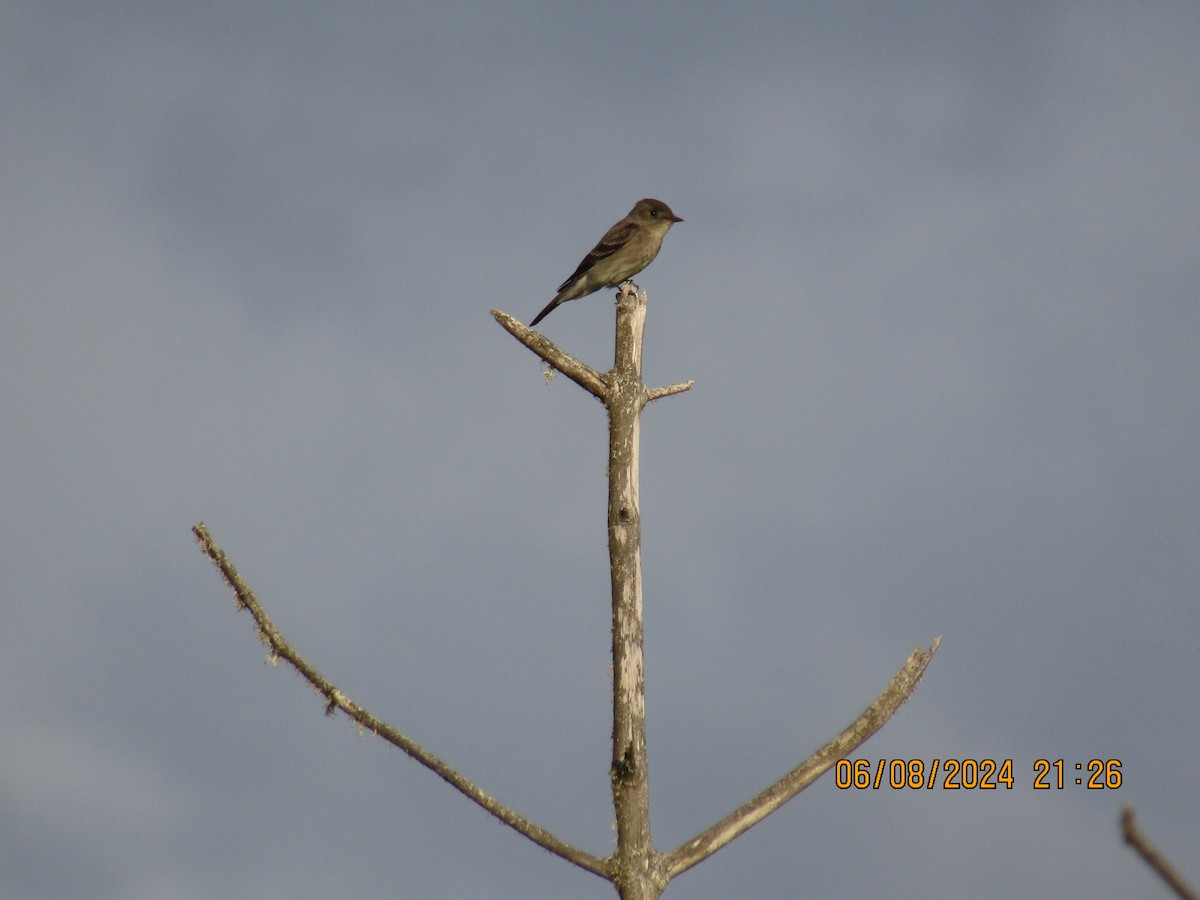 Western Wood-Pewee - ML620478935